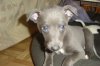 pups6weeks_022.jpg