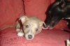 pups6weeks_036.jpg