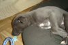 pups6weeks_028.jpg