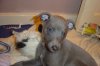 pups7weeks_006.jpg