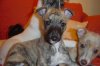 pups7weeks_037.jpg