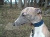 Bishopoak_collar_K9.jpg