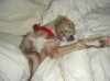 Resized_Resized_bed_006.jpg
