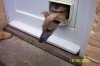 catflap2.JPG