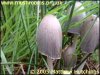 Coprinus_Atramentarius_1_thumb.jpg