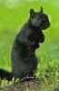 Black_squirrel.jpg