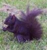 Black_squirrel1.jpg