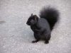 Black_squirrel2.jpg