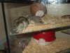 Hamsters_Apr08.jpg