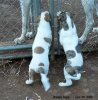 Sheba_pups._004.jpg