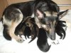 Tikki_and_pups_5days_old.jpg