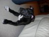 cleo_8_to_9_weeks_old_030_shrunk.JPG