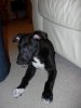 cleo_8_to_9_weeks_old_030_shrunk.JPG