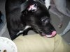 cleo_8_to_9_weeks_old_024_shrunk.JPG