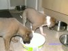 Resized_pups_sep_21_032.jpg