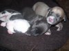 poppys_puppys_049.JPG