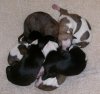 pups_4_resized.JPG