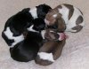 pups5_resized.JPG