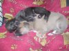 poppys_puppys_061.JPG