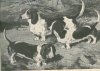 basset.jpg