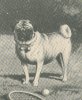 pug.jpg