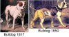bulldog6_1817.jpg