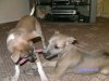 Resized_pups_oct_15_011.jpg