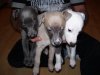 poppys_puppys_085.JPG