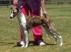 Turbo_RUBIS__PUPPY__Hound_Club_Open_Show4.jpg