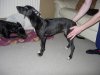 cleo_13_to14_weeks_old_014_shrunk.JPG