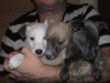 poppys_puppys_108.JPG