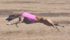 K9_Coursing__Chickasha_001.jpg