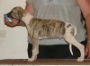 Mickey_9.5_weeks_3.JPG