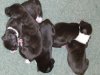 puppies__022a.jpg