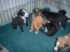 pups_at_play_006.jpg