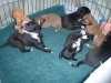 pups_at_play_005.jpg