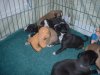 pups_at_play_008.jpg