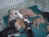 pups_at_26_days_003.jpg