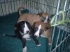 pups_at_26_days_005.jpg