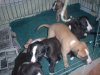 pups_at_26_days_007.jpg