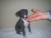 pups_at_5_to_6_weeks_019.jpg