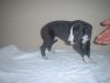 pups_at_5_to_6_weeks_016.jpg