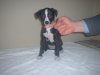 pups_at_5_to_6_weeks_032.jpg