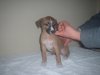 pups_at_5_to_6_weeks_024.jpg