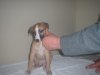 pups_at_5_to_6_weeks_027.jpg