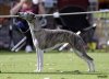 whippet2_110410.jpg