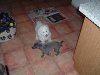 2005_0307codalou0017.JPG