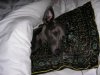 050606_cherished_whippet.jpg