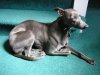 260505_whippet_sunspot.jpg