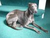 260505_whippet_sunspot_eyes_open.jpg